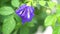 Blue butterfly pea flowers tree plant