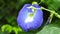 Blue butterfly pea flowers tree plant. Macro, agriculture. Blue butterfly pea flowers. Asian, healthy.Blue butterfly pea flowers.