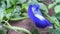 Blue butterfly pea flowers tree plant. Macro, agriculture. Blue butterfly pea flowers. Asian, healthy.Blue butterfly pea flowers.