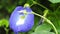 Blue butterfly pea flowers tree plant. Macro, agriculture. Blue butterfly pea flowers. Asian, healthy.Blue butterfly pea flowers.