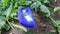 Blue butterfly pea flowers tree plant. Macro, agriculture. Blue butterfly pea flowers. Asian, healthy.Blue butterfly pea flowers.