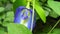 Blue butterfly pea flowers tree plant. Macro, agriculture. Blue butterfly pea flowers. Asian, healthy.Blue butterfly pea flowers.