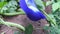 Blue butterfly pea flowers tree plant. Macro, agriculture. Blue butterfly pea flowers. Asian, healthy.Blue butterfly pea flowers.