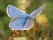 Blue butterfly(polyommatus icarus)macro