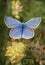 Blue butterfly (polyommatus icarus) macro