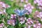 Blue butterfly on purple thyme flower close-up