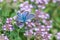 Blue butterfly on purple thyme flowers