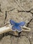 Blue butterfly resting on a dried twig on cracked dry ground
