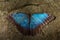 Blue Butterfly with rock background