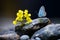 a blue butterfly sits on a rock next to a yellow flower