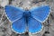 Blue butterfly with spread wings. Lysandra bellargus