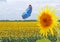 Blue butterfly and sunflower