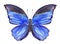 Blue butterfly, watercolor on white background