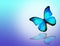 Blue butterfly on white background