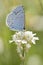 Blue butterfly on white flower