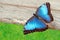 Blue butterfly on wood