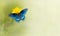 Blue butterfly on yellow flower