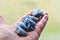 Blue Calcite Crystals Close Up