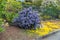 Blue California Lilac