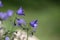 Blue Campanula Bellflowers. Small blue spring flowers background