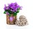 Blue campanula flowers for Valentine\'s Day