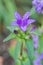 Blue campanula glomerata flower