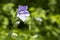 Blue Campanula persicifolia