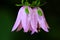 Blue Campanula rapunculoides flowers