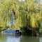 Blue Canal Boat Beneath A Weeping Willow Tree