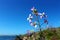 Blue Canola by coast, San Diego, California