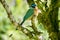 Blue-capped motmot