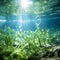 Blue carbon sinks. Natural carbon sinks capture emissions. Underwater plant role in carbon sequestration. Kelp forest and seagrass