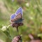 Blue Carnera Butterfly, Plebejus melissa samuelis on a pink flower.
