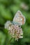 Blue Carnera Butterfly, Plebejus melissa samuelis on a white clover flower.