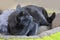 blue cat of the American Burmese breed lies in his bed.