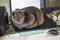 blue cat of the American Burmese breed lies on the keyboard