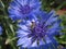Blue centaurea cyanus and bee