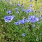 Blue Centaurea cyanus, cornflowers, blooming in the summer in no