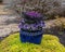 Blue ceramic pot with purple kale, purple and white pansies, and surrounded by dense yellow groundcover plant at Allen Civic Plaza