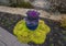 Blue ceramic pot with purple kale, purple and white pansies, and surrounded by dense yellow groundcover plant at Allen Civic Plaza