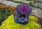 Blue ceramic pot with purple kale, purple and white pansies, and surrounded by dense yellow groundcover plant at Allen Civic Plaza