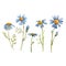 Blue chamomile daisy vector flower