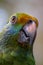 Blue cheeked amazon Parrot Amazona dufresniana