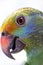 Blue cheeked amazon Parrot Amazona dufresniana