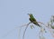 Blue-cheeked Bee-eater, Merops persicus