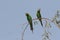 Blue-cheeked Bee-eater, Merops persicus