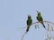 Blue-cheeked Bee-eater, Merops persicus