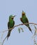 Blue-cheeked Bee-eater, Merops persicus