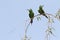 Blue-cheeked Bee-eater, Merops persicus