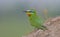 Blue-cheeked Bee-eater (Merops persicus)